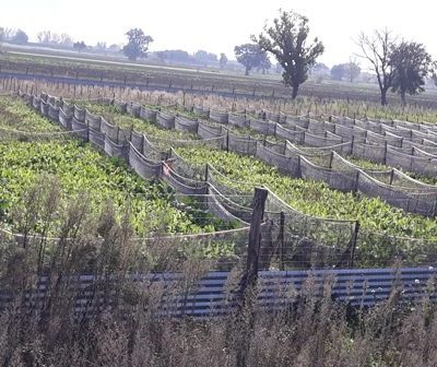 montefalco vicinanze vendesi lotto terreno agricolo