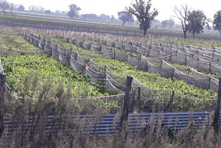 montefalco vicinanze vendesi lotto terreno agricolo