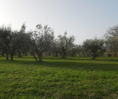 Castel Ritaldi vendesi terreno agricolo