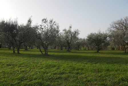 Castel Ritaldi vendesi terreno agricolo