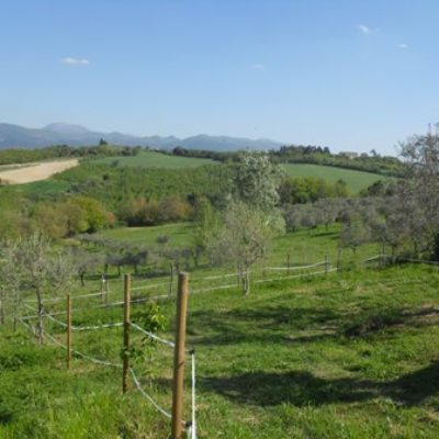 Spoleto vicinanze vendesi terreno agricolo