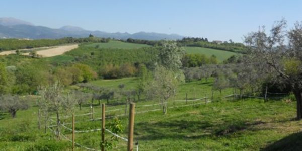 Spoleto vicinanze vendesi terreno agricolo