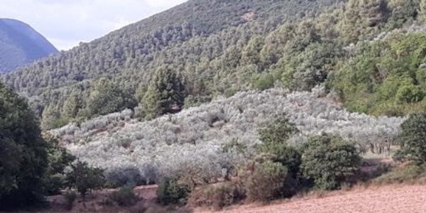 Spoleto vicinanze vendesi uliveto