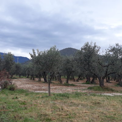 Spoleto vicinanze vendesi uliveto
