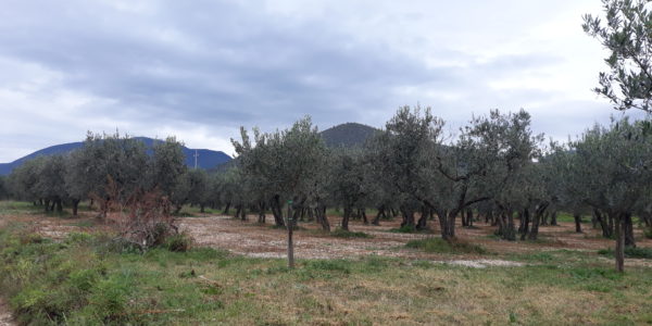 Spoleto vicinanze vendesi uliveto