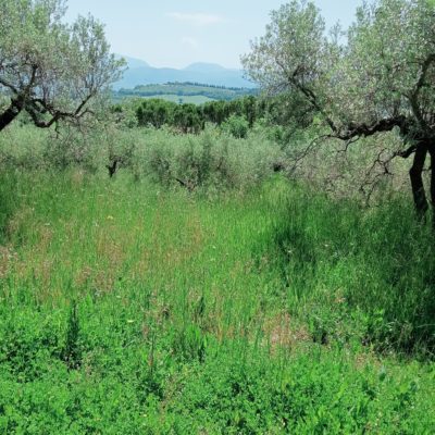 terreno con uliveto
