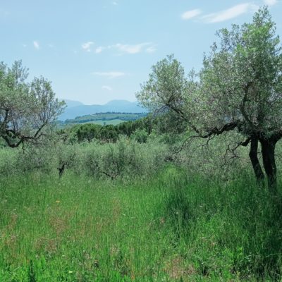 terreno con ulivi