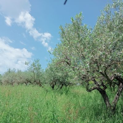 terreno con ulivi