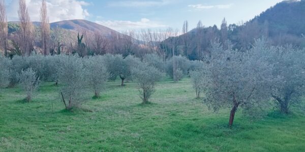 spoleto vicinanze vendesi terreno con ulivi