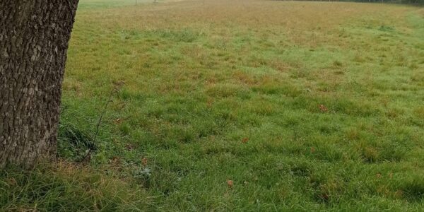 Spoleto vicinanze vendesi terreno agricolo